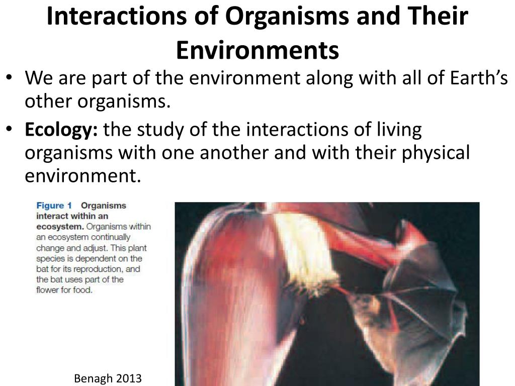 At the Core of Every Organism's Environmental Interaction: Energy, Information, and Adaptation