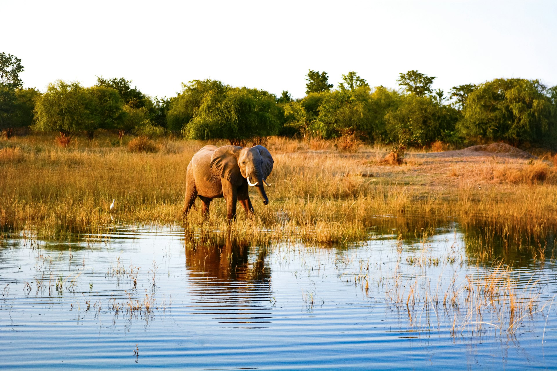 Practical Strategies for Responsible Wildlife Tourism: Protecting Nature Through Your Choices