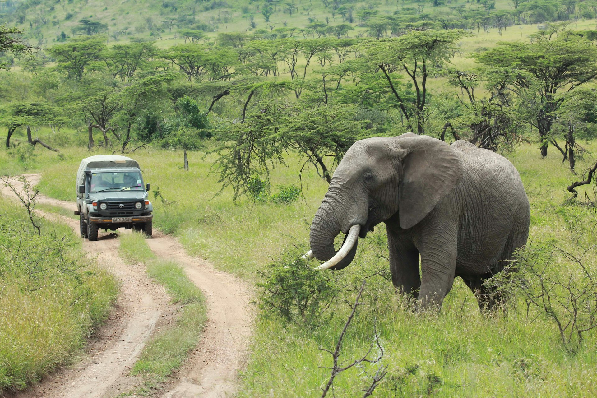 Discover Africa's Most Inspiring Eco-Friendly Safari Experiences