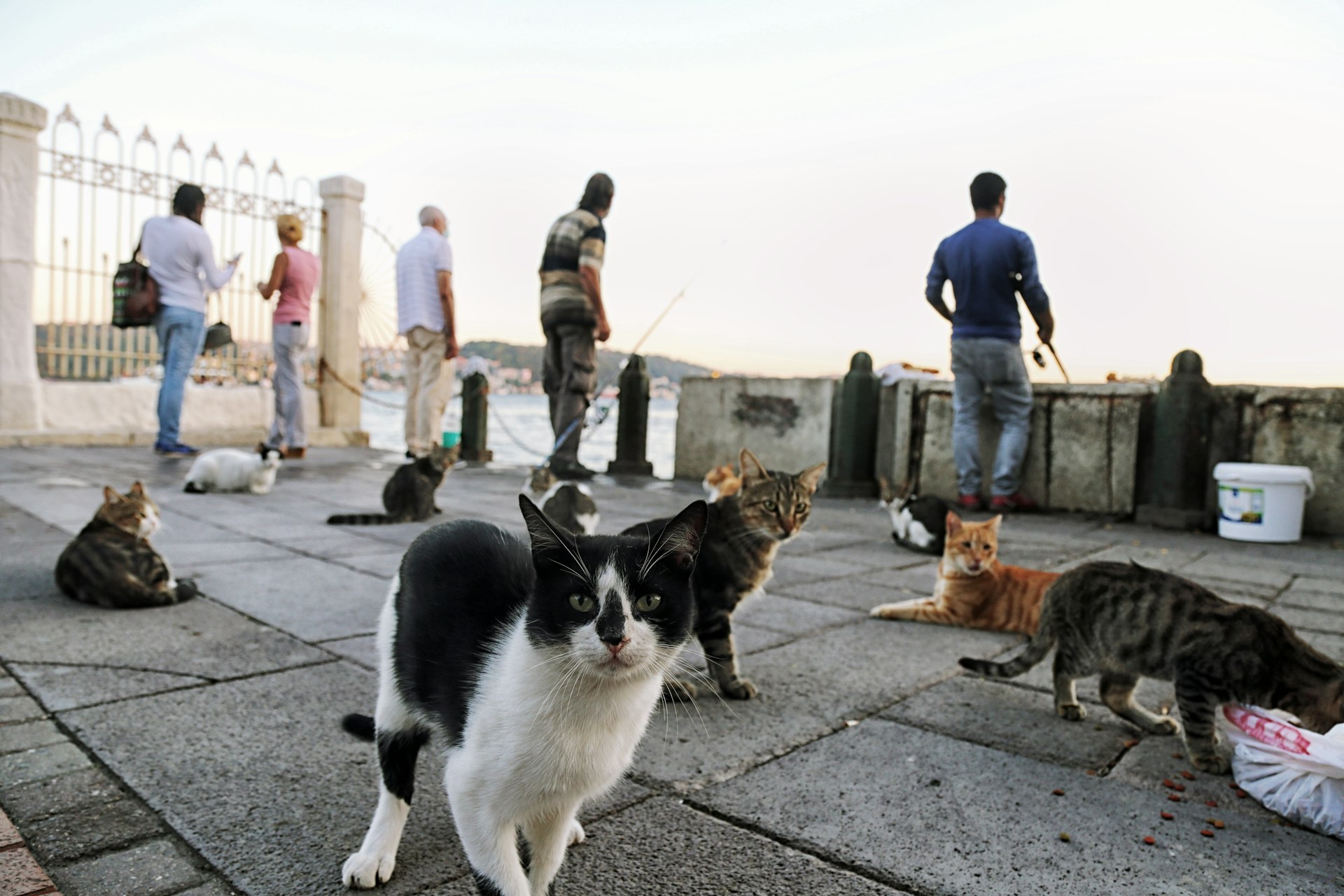 Explore the World Together: The Ultimate Guide to Pet-Friendly Travel Destinations
