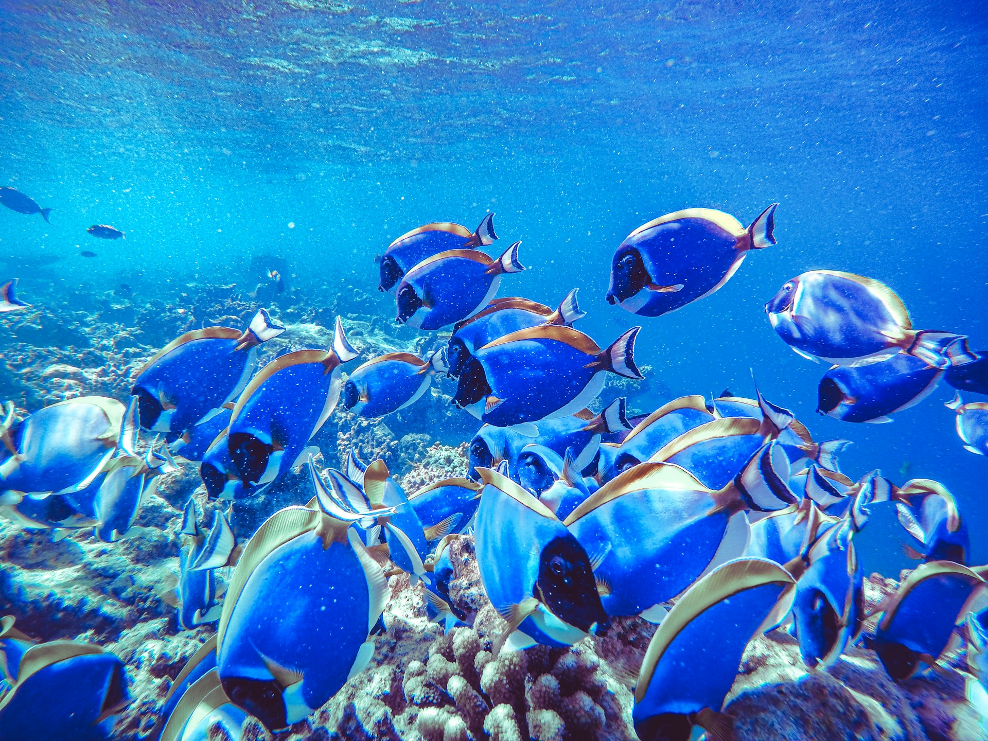 What Education Do You Need to Become a Marine Biologist?