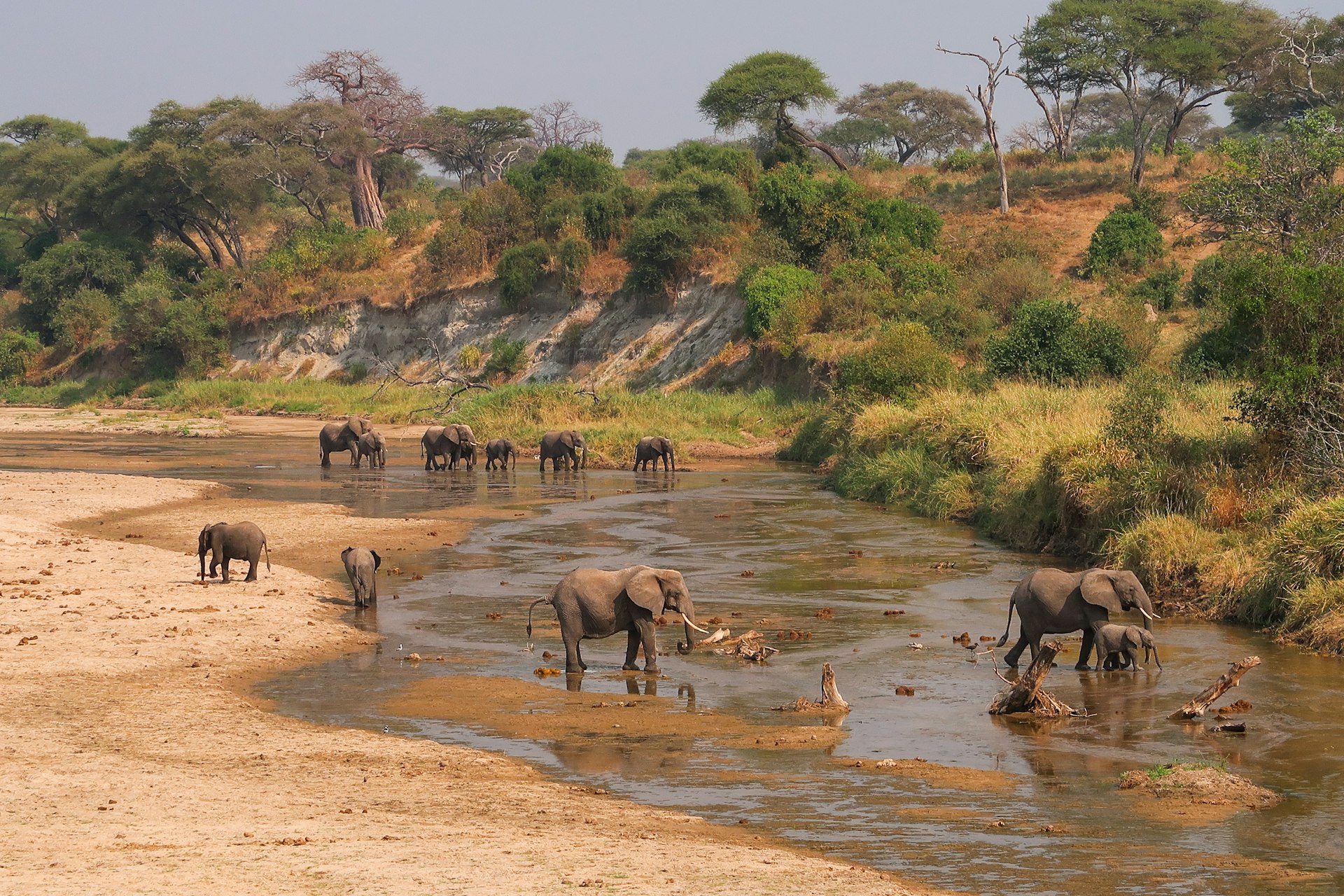 Discover Responsible Wildlife Tourism: Ethical Experiences That Protect Animals and Habitats