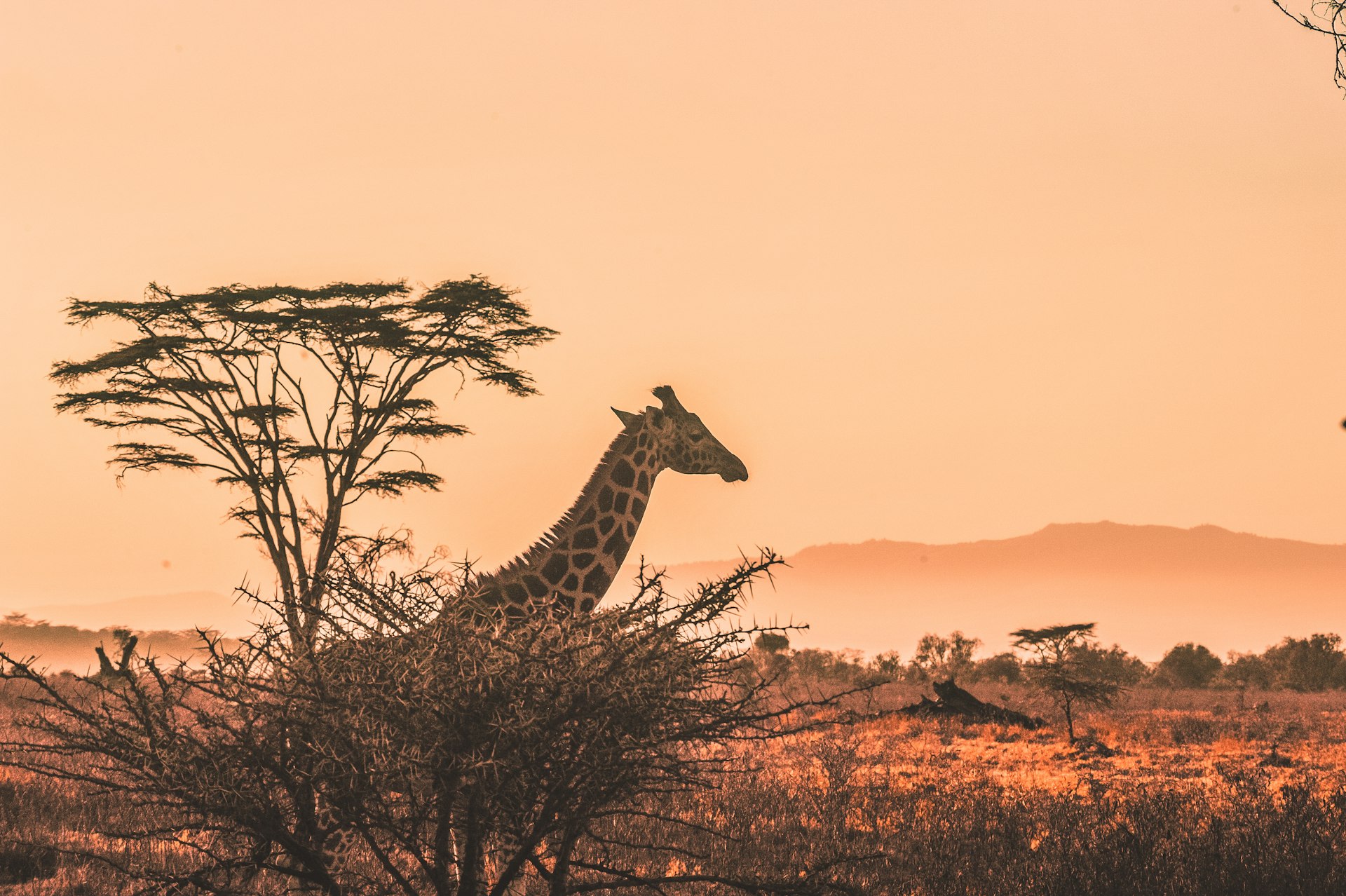 Responsible Journeys: Connecting with Wildlife Without Compromise